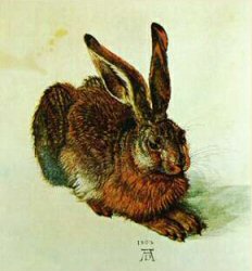 Hase (Albrecht Dürer)